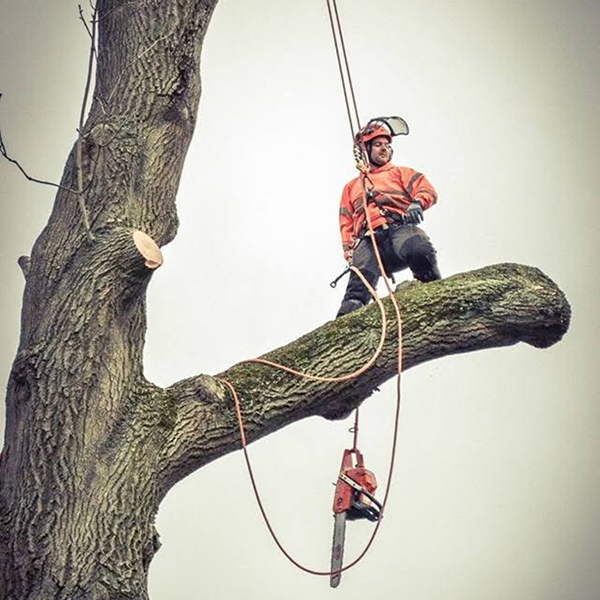 Tree surgery North East