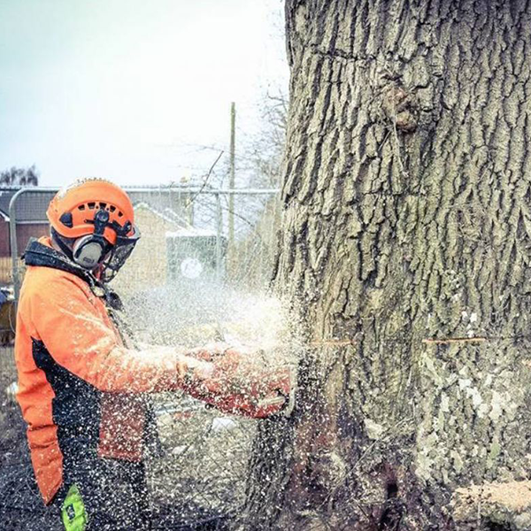 Tree felling